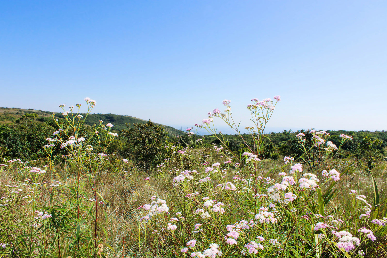 Movement and Recovery